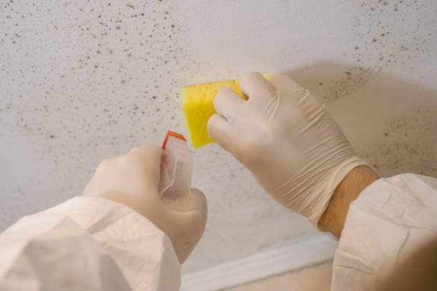 Best Industrial Mold Remediation  in Manhattan, MT