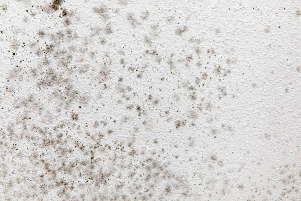 Mold Removal for HVAC Installations in Manhattan, MT