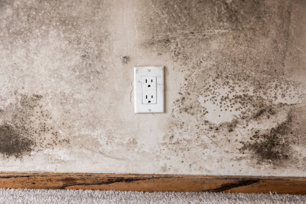 Manhattan, MT Mold Removal Company