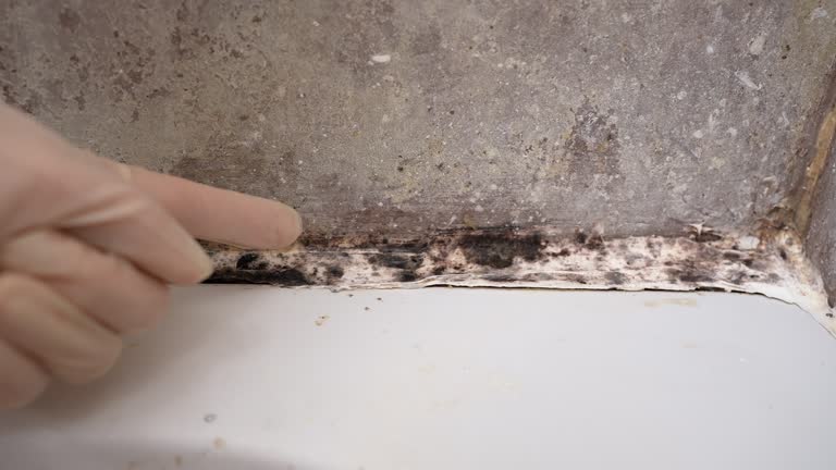  Manhattan, MT Mold Removal Pros